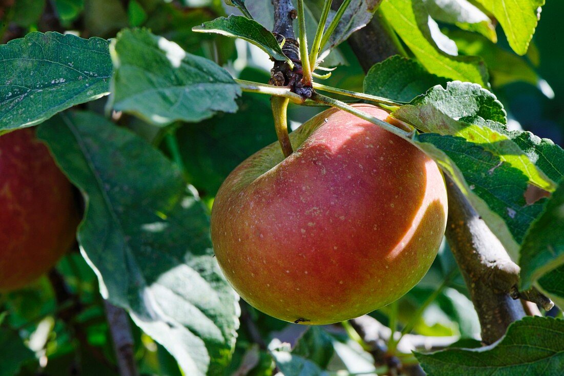 Elstar apples on the tree (close-up)