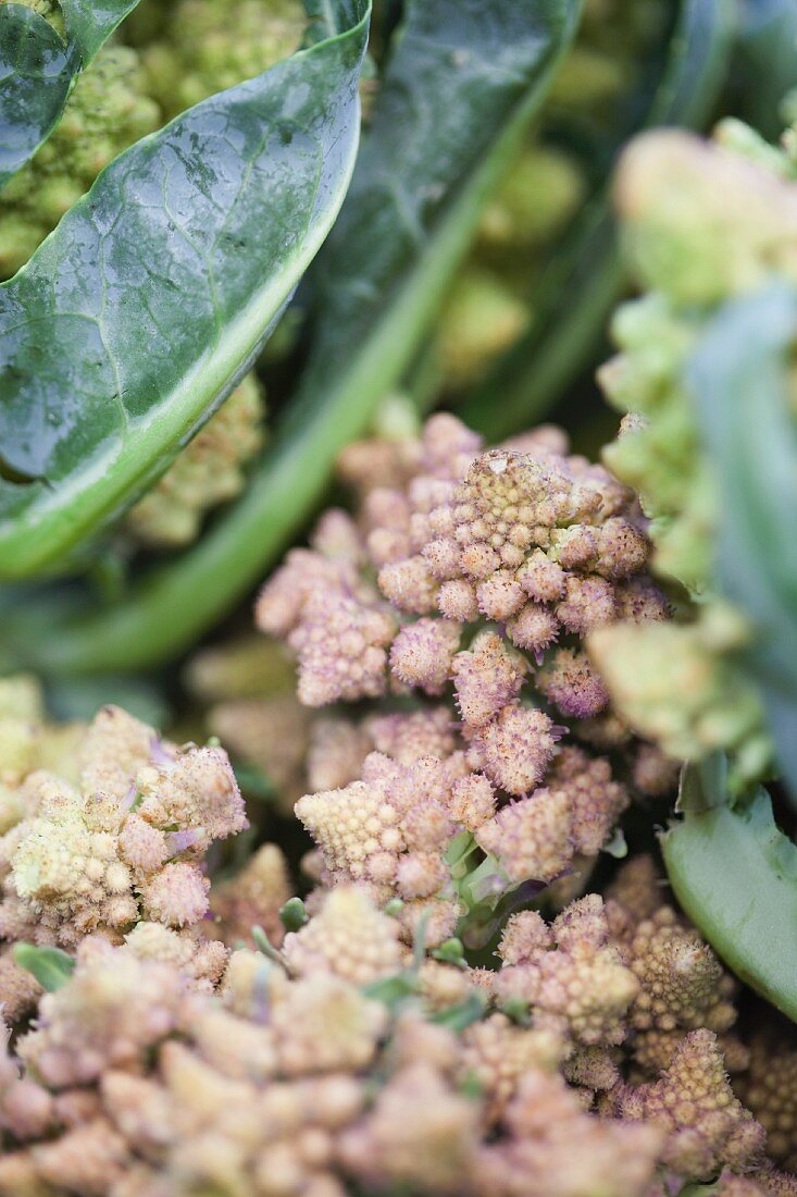 Romanesco broccoli