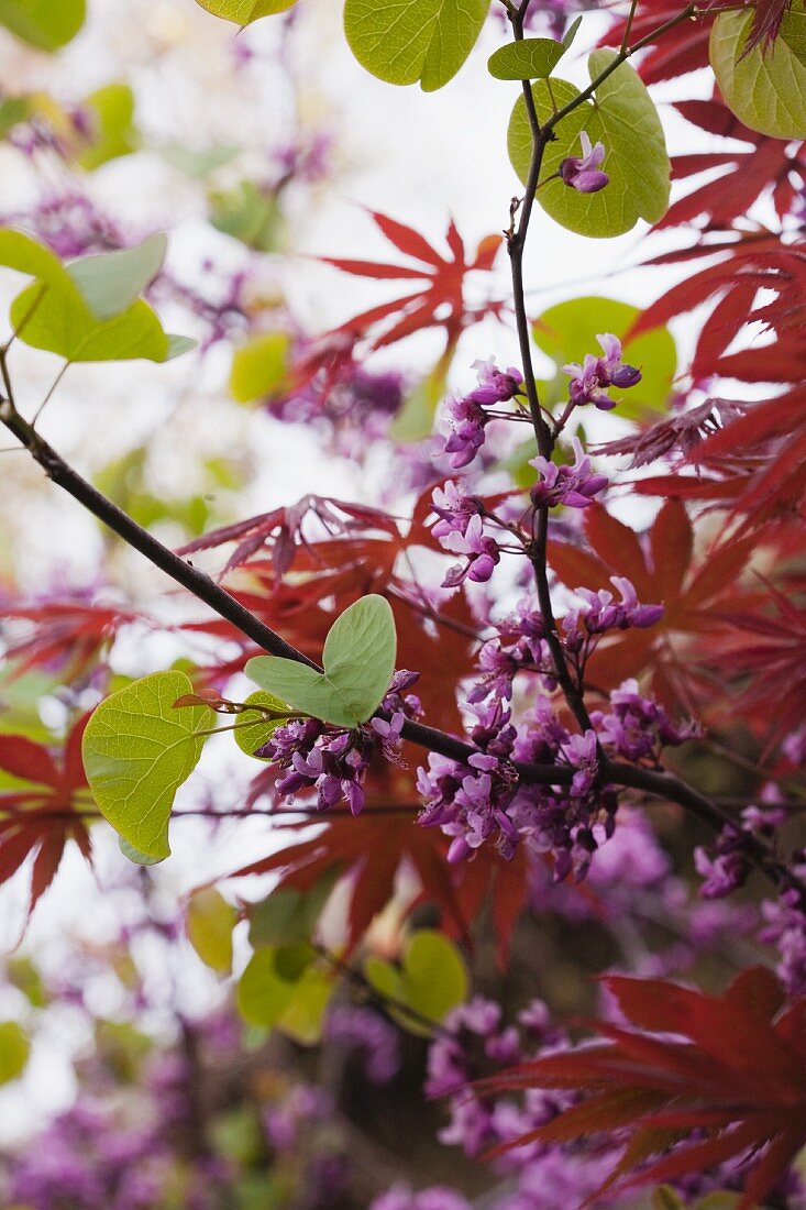 Violette Blüten am Zweig; dahinter die roten Blätter eines japanischen Ahornbaumes