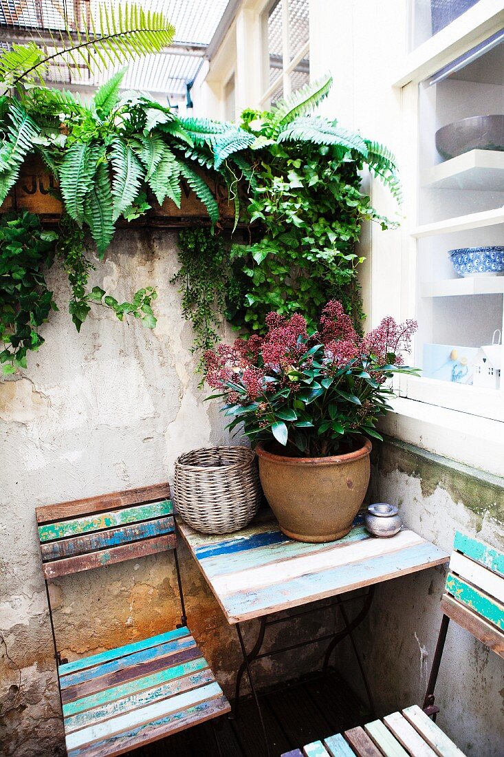 Klappstühle und Tisch mit abblätternder Farbe auf Terrasse vor Küchenfenster, Pflanzentopf auf Tisch vor Mauer