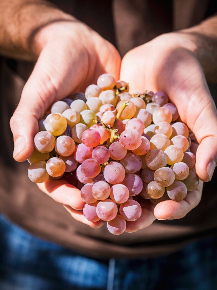 Hände halten Krakhuna Weintrauben aus Georgien, Kaukasus