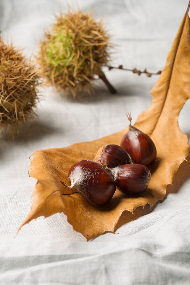 Sweet chestnuts on an autumnal chestnut leaf