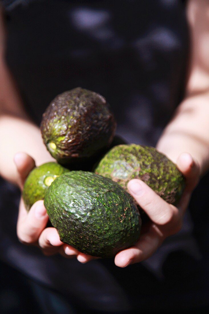 A woman's hands holding freshly picked avocados