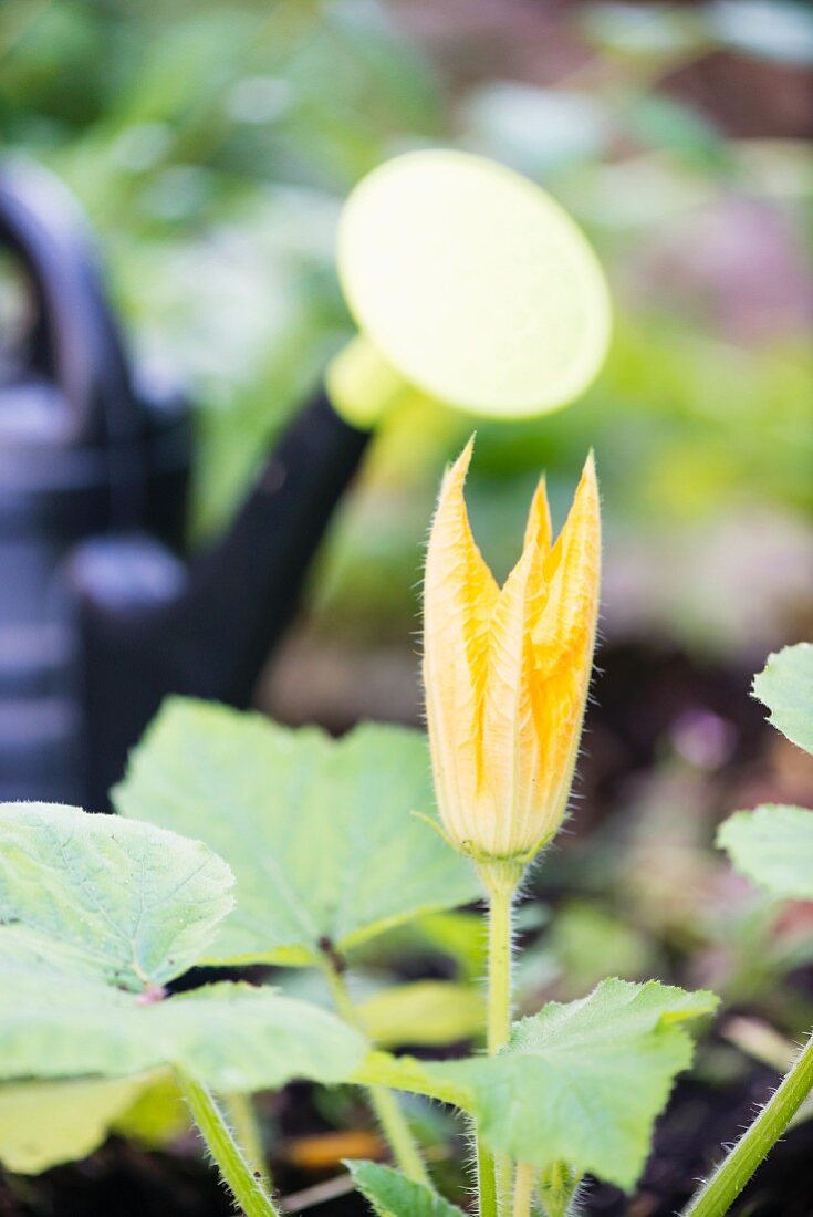 Zucchini flower (Cucurbita pepo) growing in garden with watering can in background