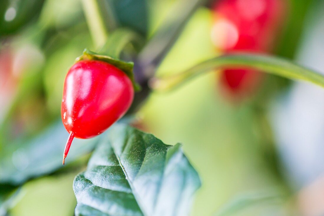 Reife rote Jalapeno Chilischote im Garten