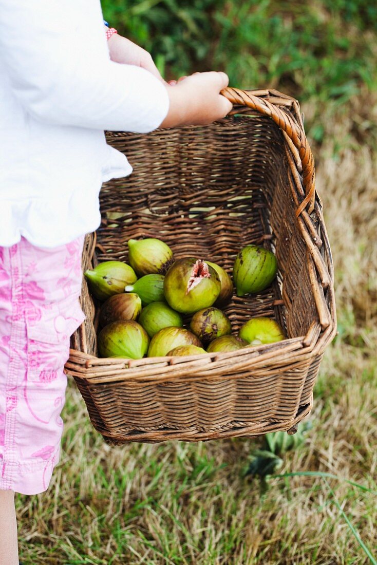 A child holding a basket of fresh figs in the garden