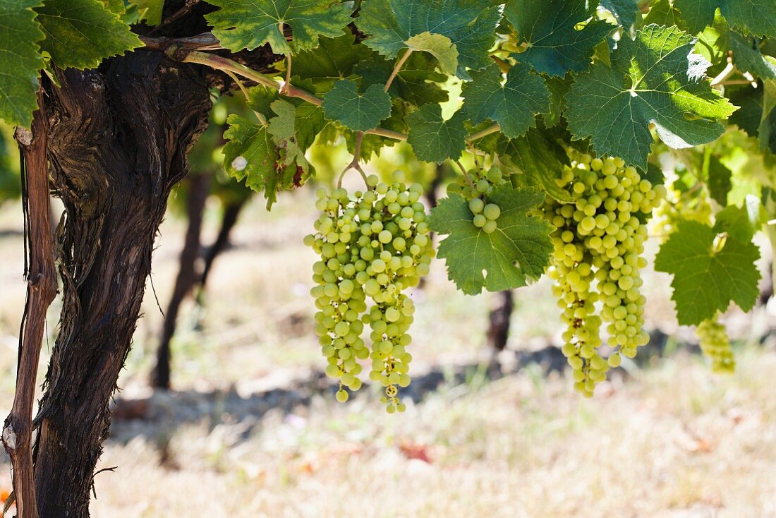 White wine grapes on the vine in Gascony (France)