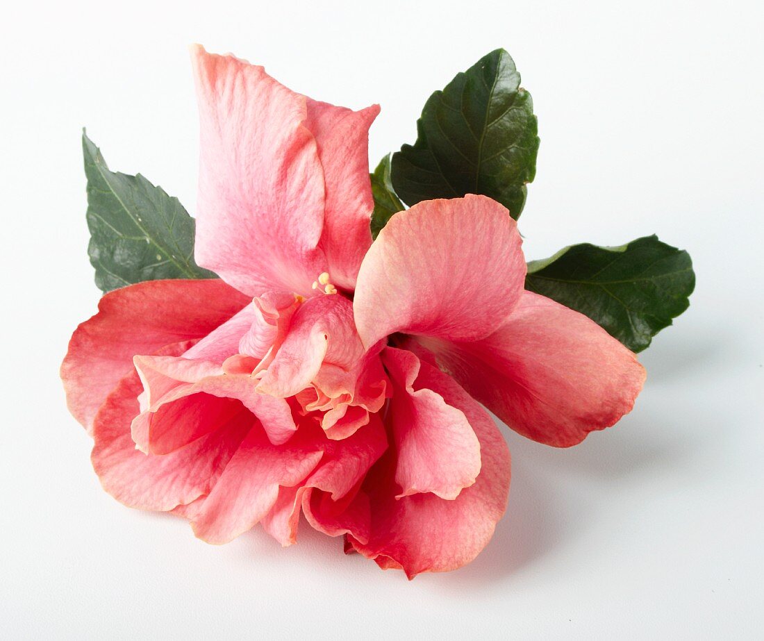 A double hibiscus flower