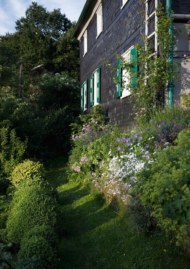 Lawn and box hedge lining path leaning to weather side of wooden house clad in dark shingles