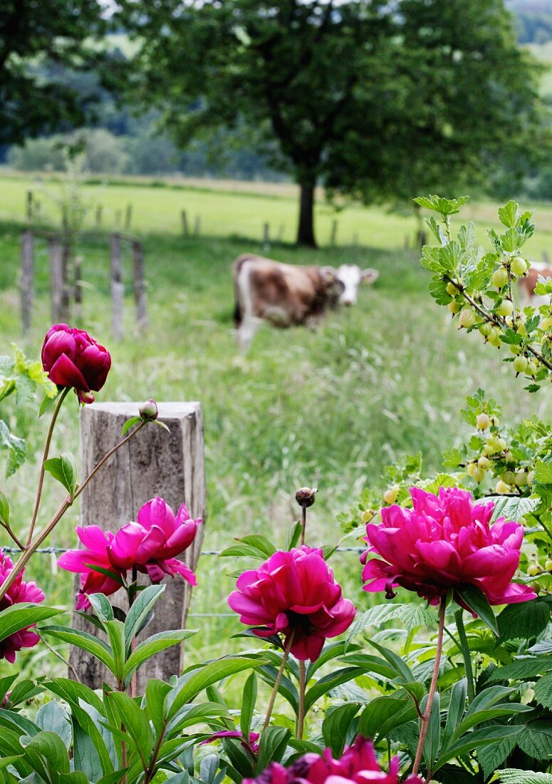 Pinkfarbene Pfingstrosen am Zaun, im Hintergrund Kuh auf der Weide
