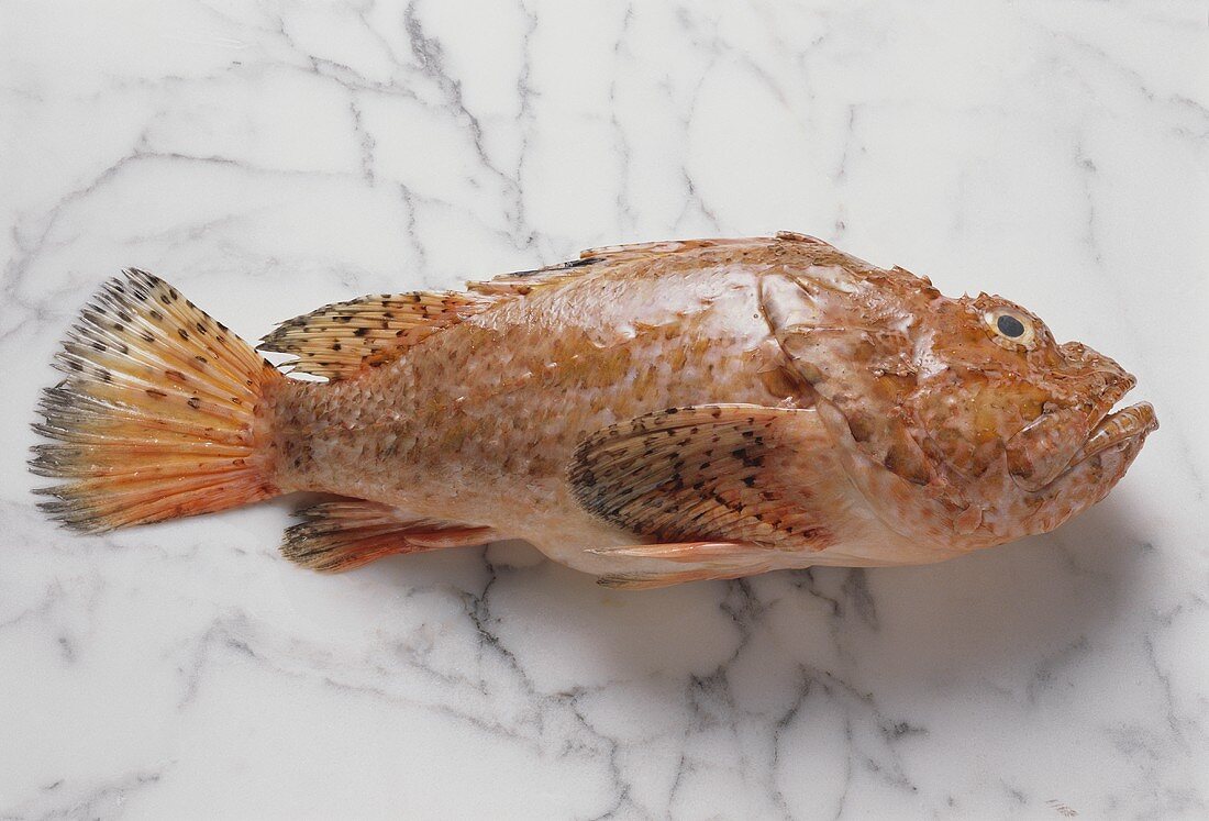 Scopion Fish