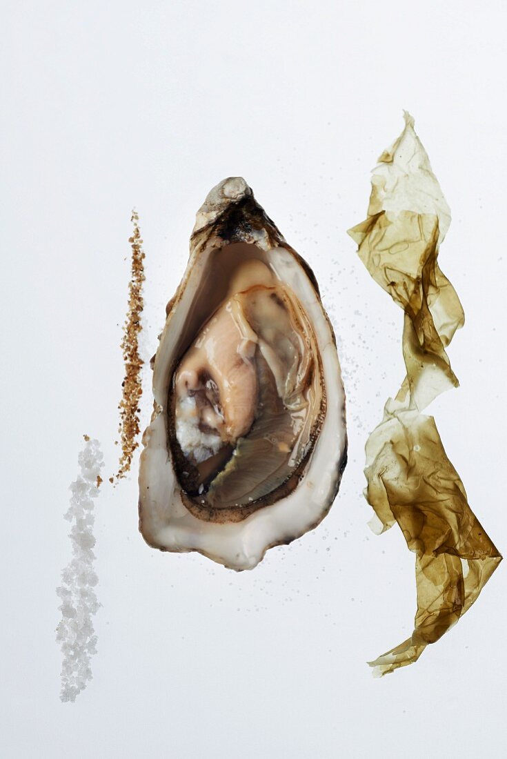 Fresh oyster with seaweed, salt and pepper
