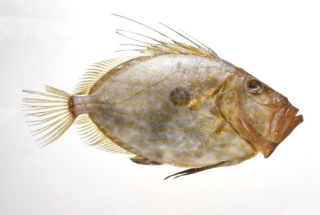 A Whole John Dory