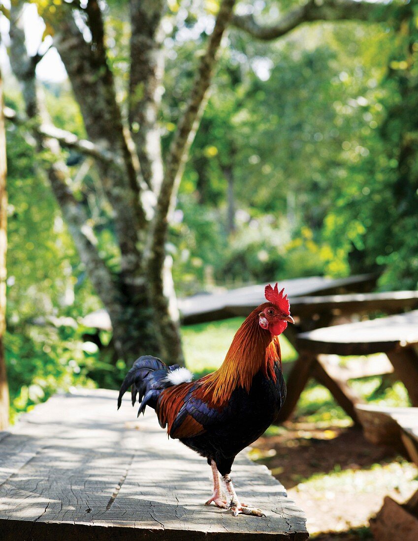 A chicken on a wooden table in front of a tree and a sunny picnic area
