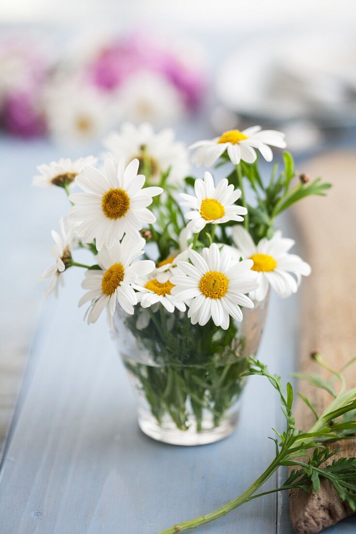 Posy of ox-eye daisies in drinking glass