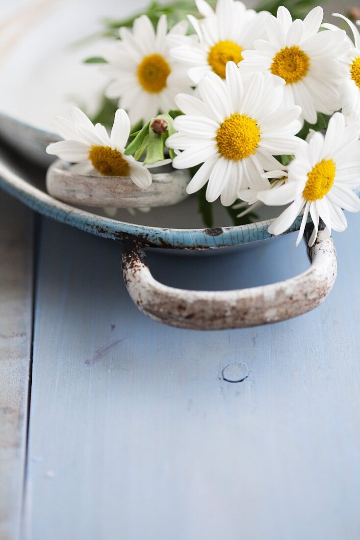 Ox-eye daisies in old baking dish