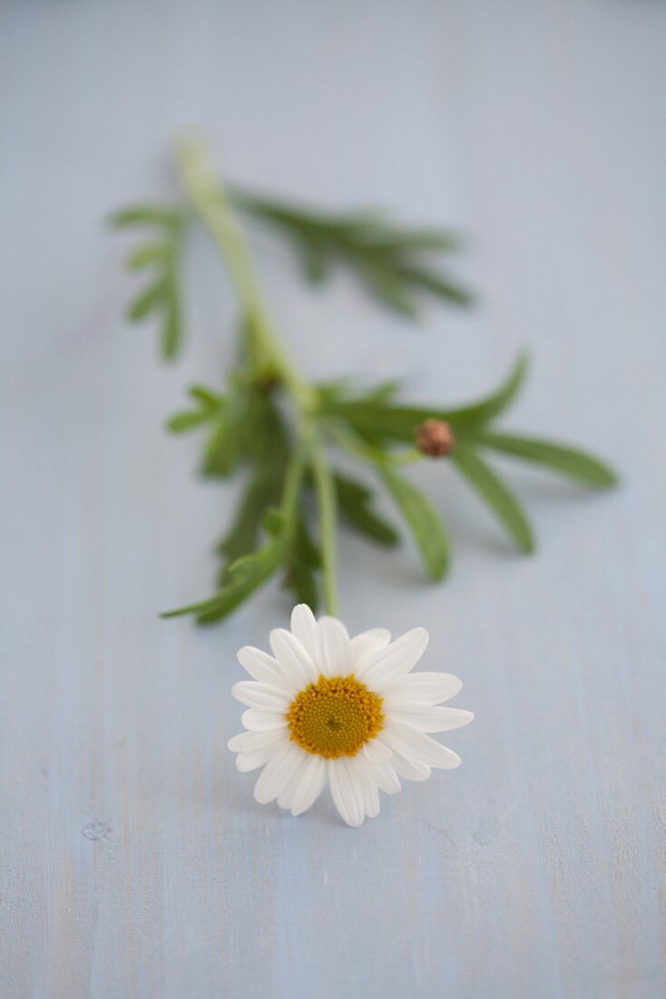 Eine Margerite auf blauem Holzuntergrund