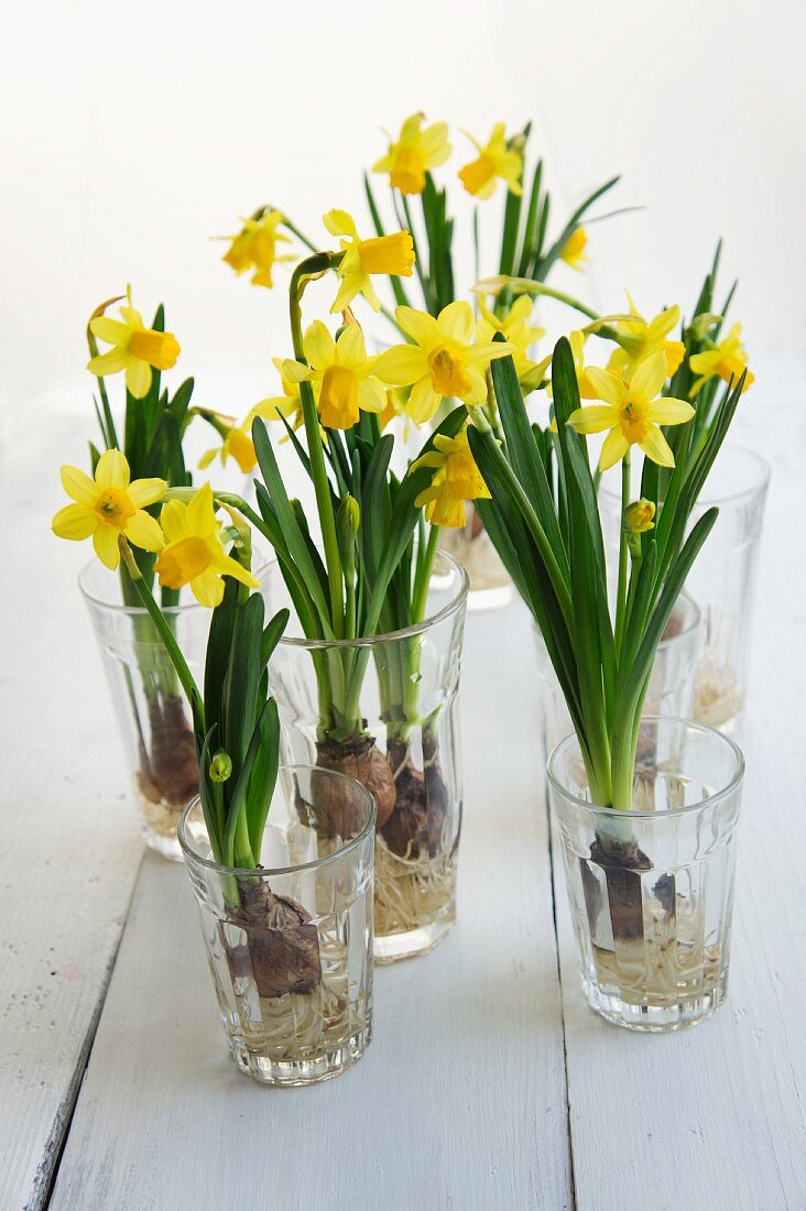 Flowering narcissus growing in glasses of water