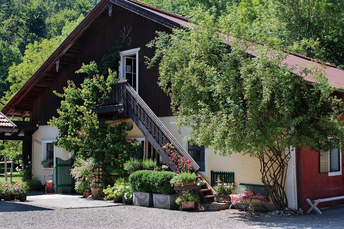 Courtyard and gable facade of large farm with wooden exterior staircase and plants growing up balustrade in summer sun