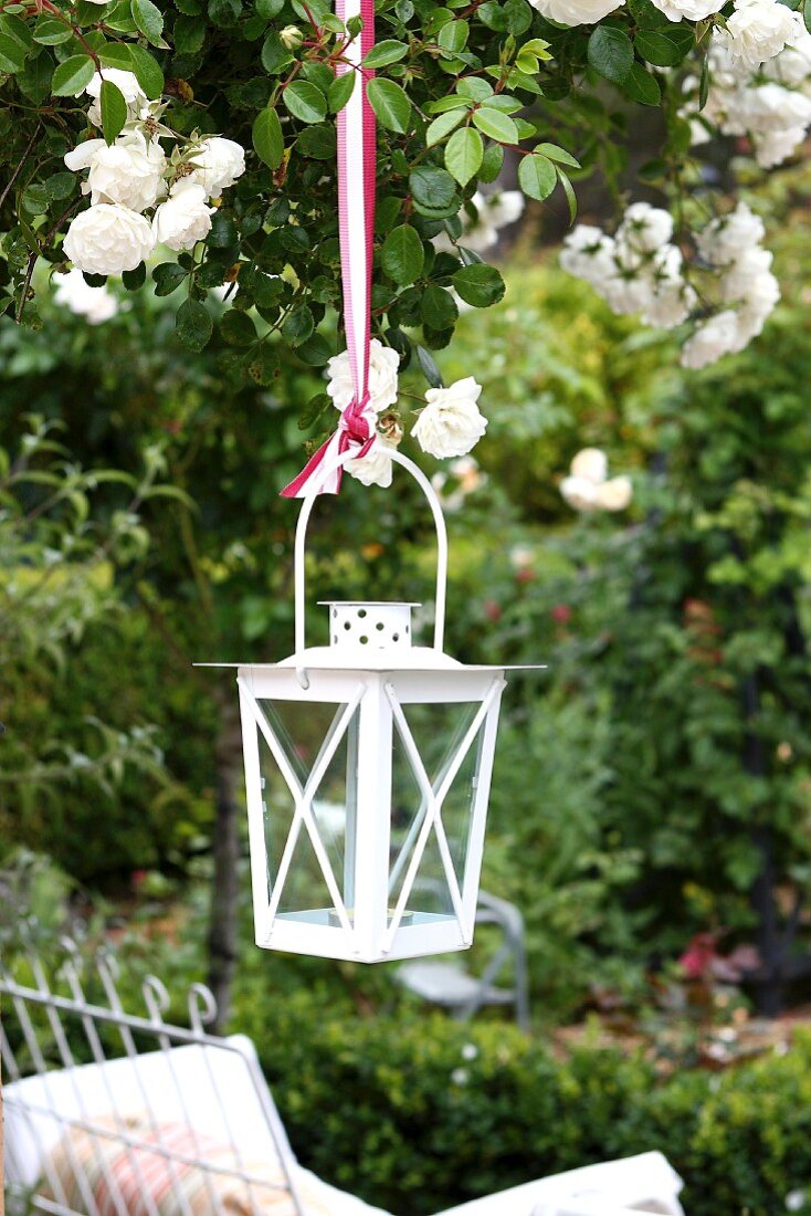 White garden lantern hanging from rose bush above garden bench