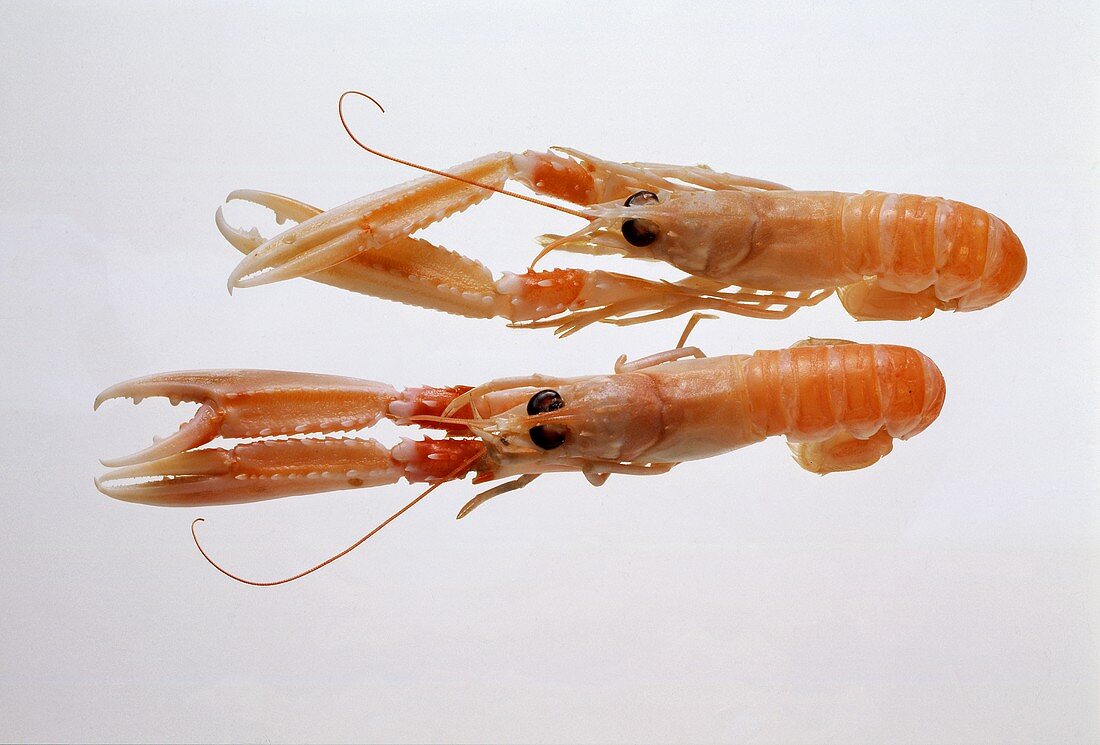 Two Norway Lobsters