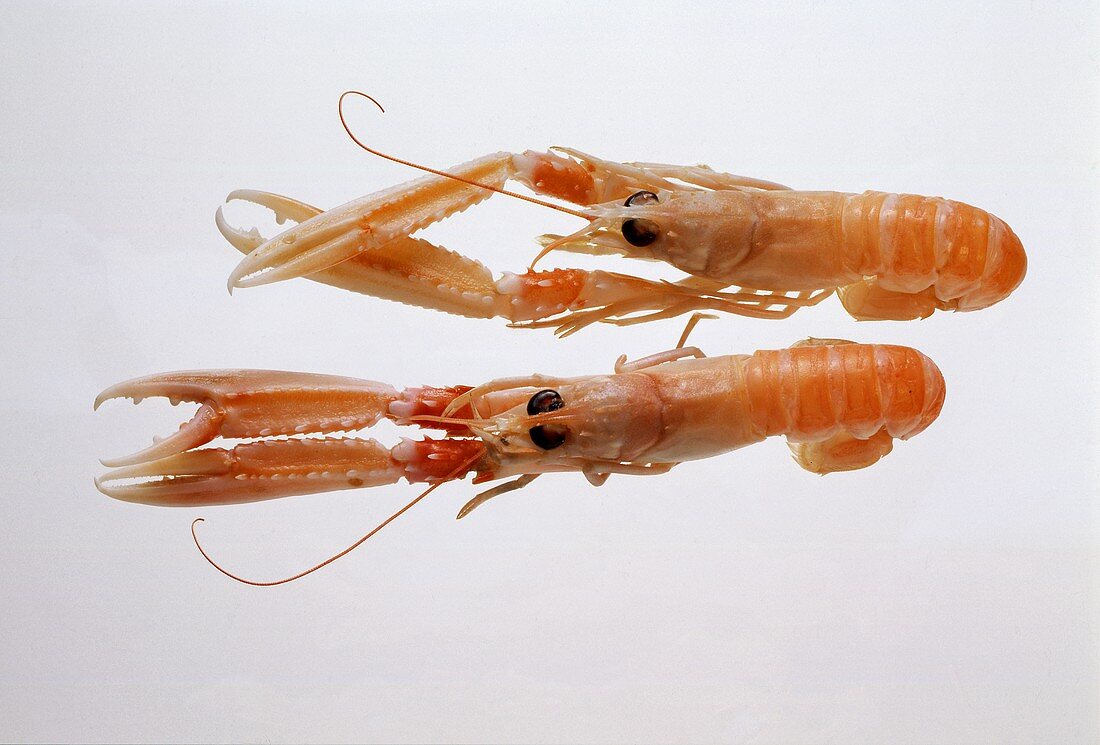 Zwei Scampi