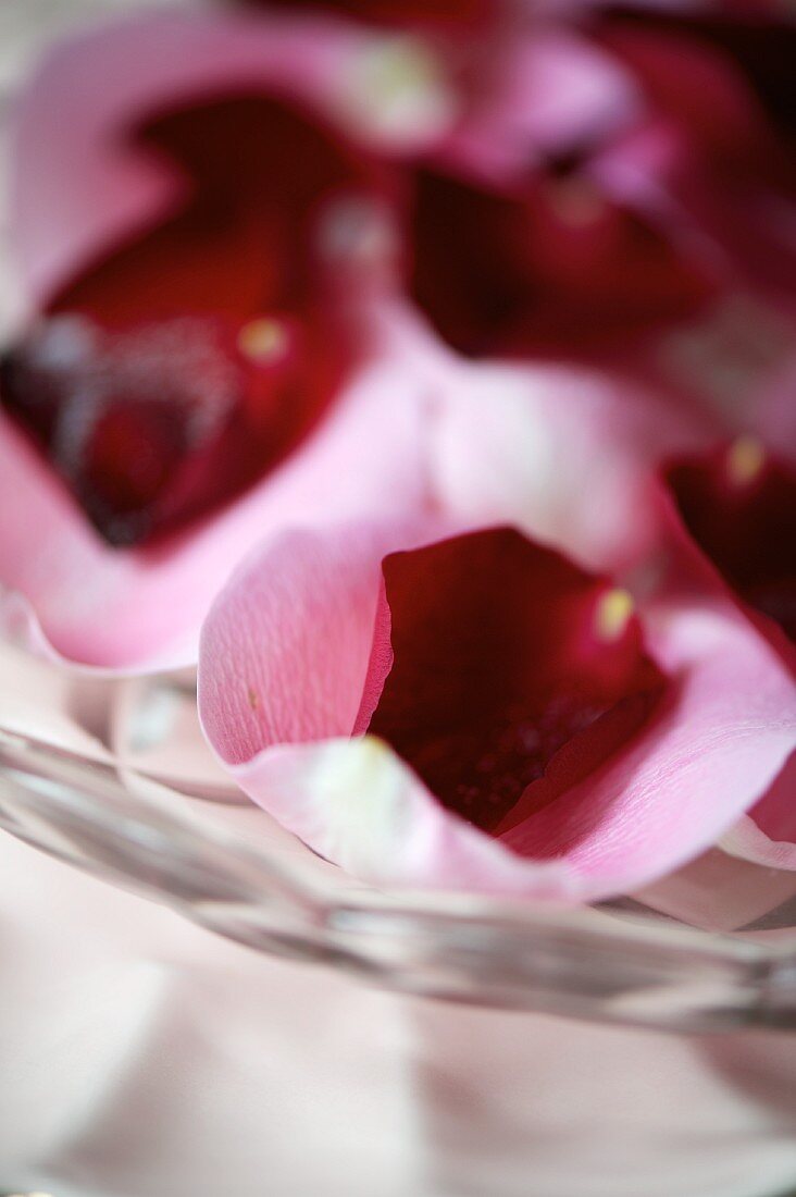 Gezuckerte Rosenblätter zum Valentinstag (Close Up)