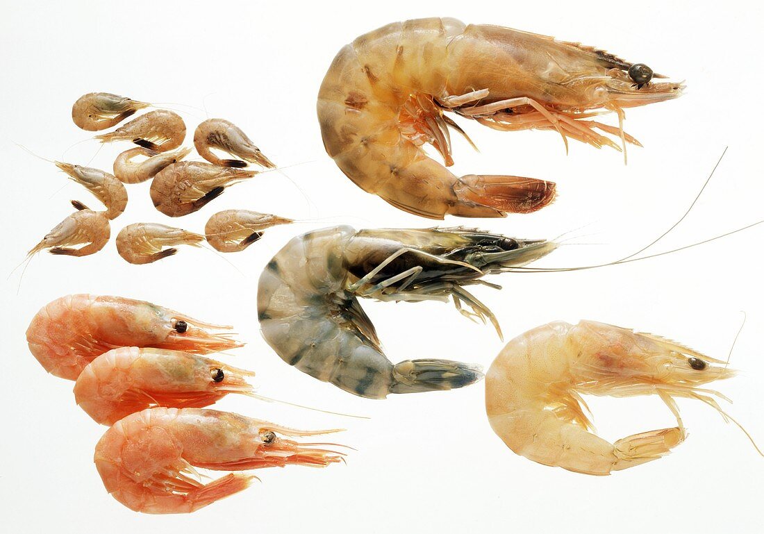 Krustentiere: Kleine Sandgarnelen, Shrimps, Crevette