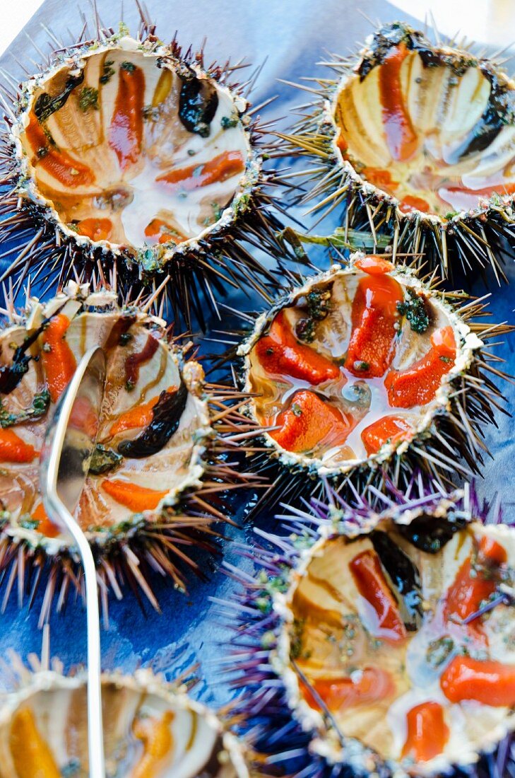 Fresh sea urchins