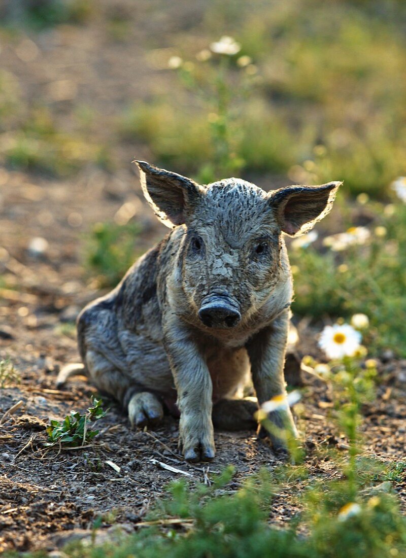 A piglet in a field at an organic farm