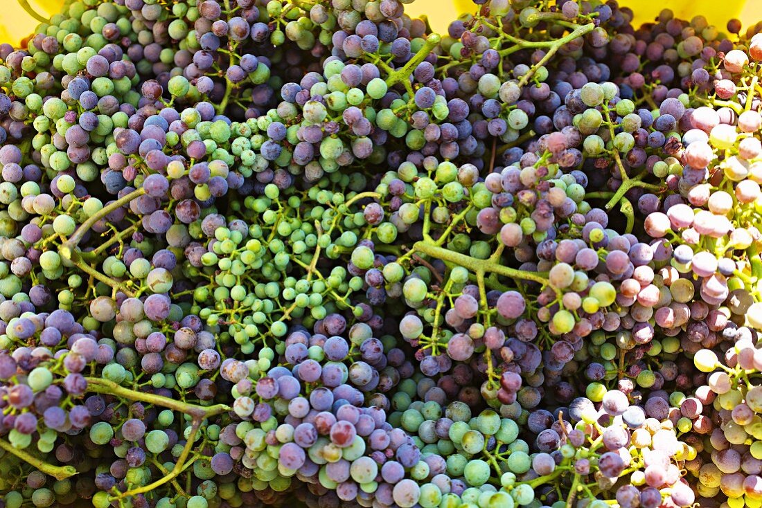 A harvest of unripe Zweigelt grapes for making verjus