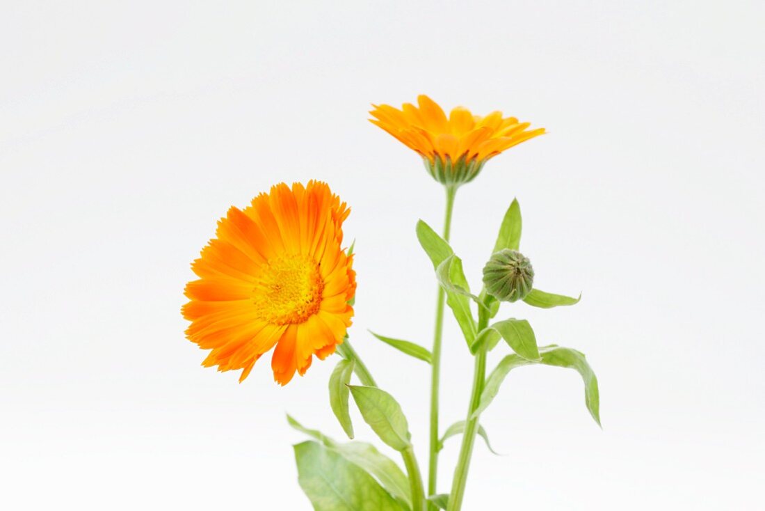 Marigolds (in bloom and in bud)