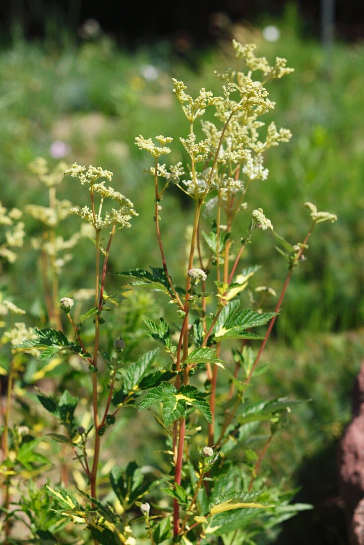 A meadowsweet plant in the garden