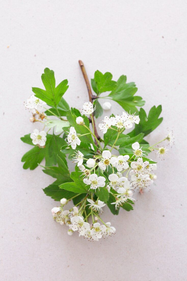 Weissdornzweig mit Blüten