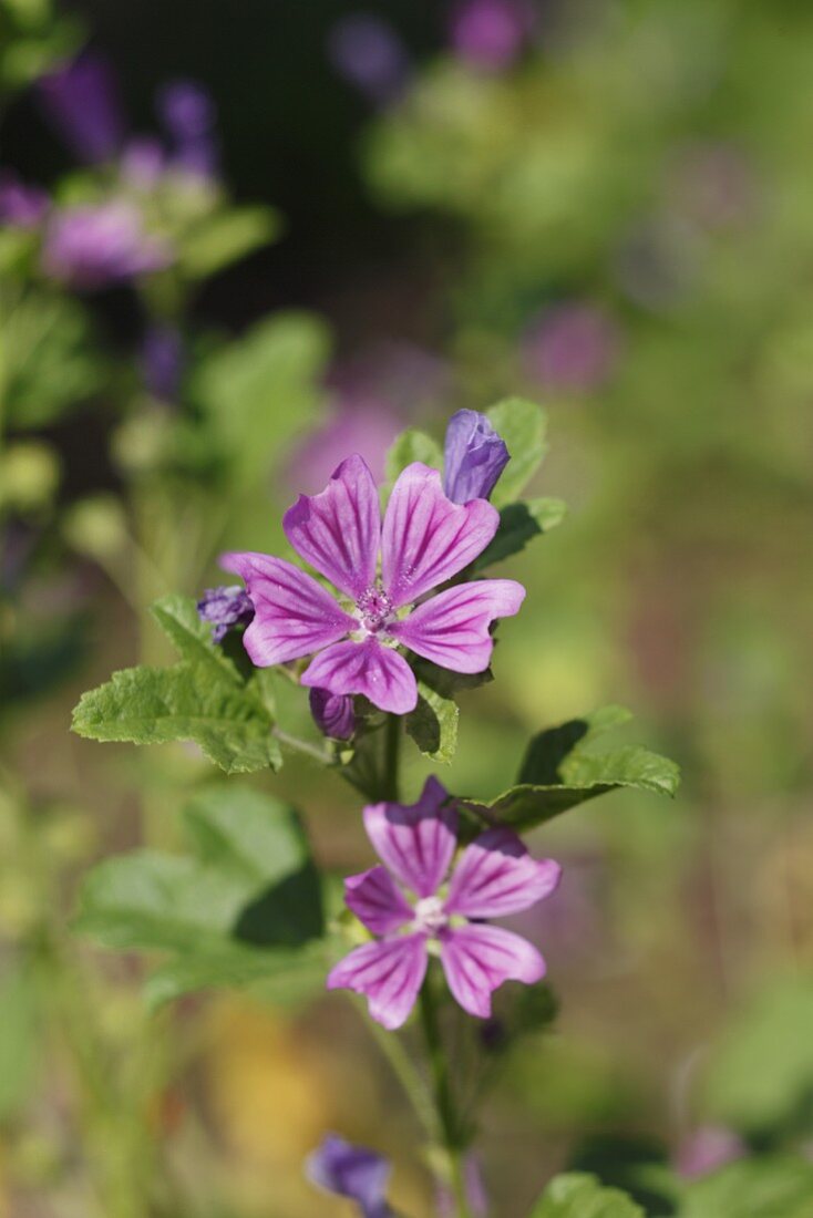 Common mallow (flowering) in a garden