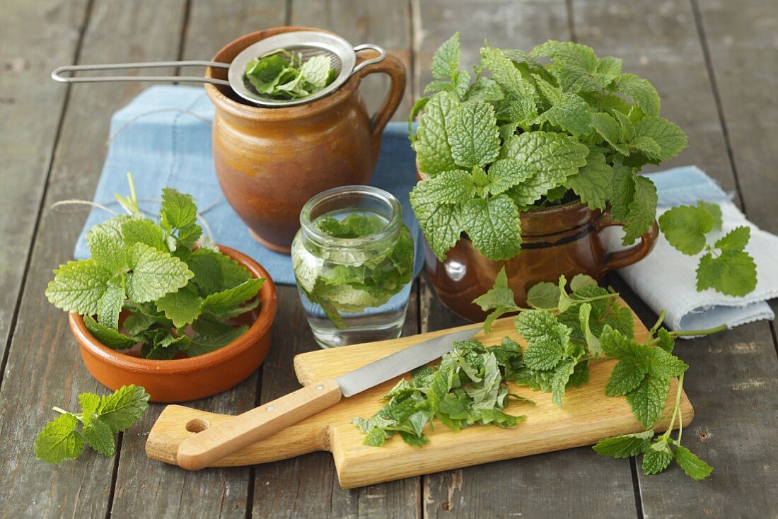 Fresh lemon balm and infusion