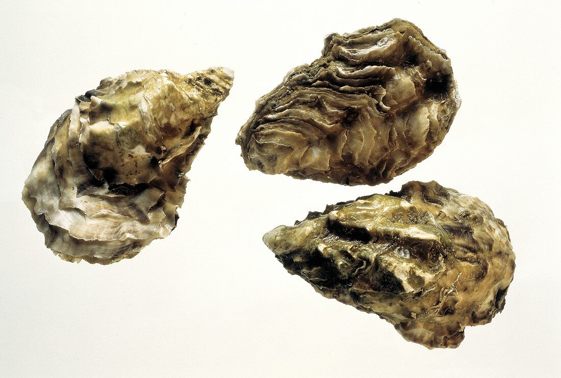 Drei geschlossene Austern
