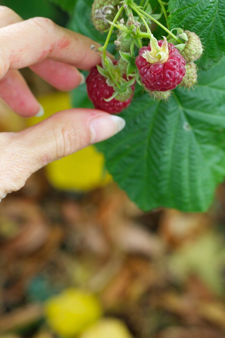 A woman's hand picking raspberries (close-up)