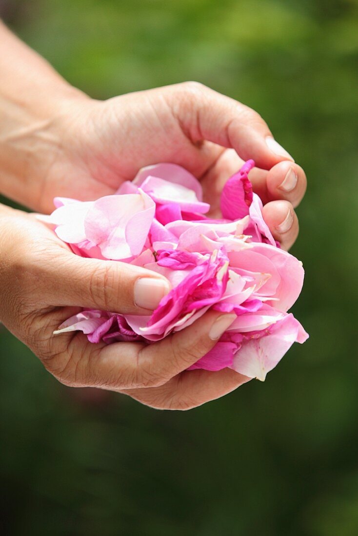 Frau hält pinkfarbene Rosenblütenblätter in den Händen