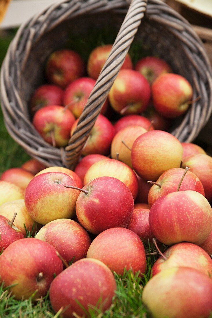 Freshly harvested apples in a basket and in the grass