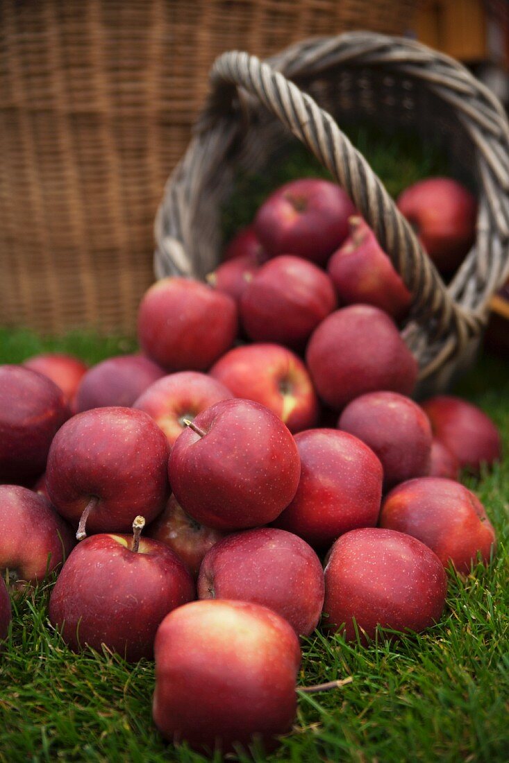 Lots of red apples on grass and in a basket