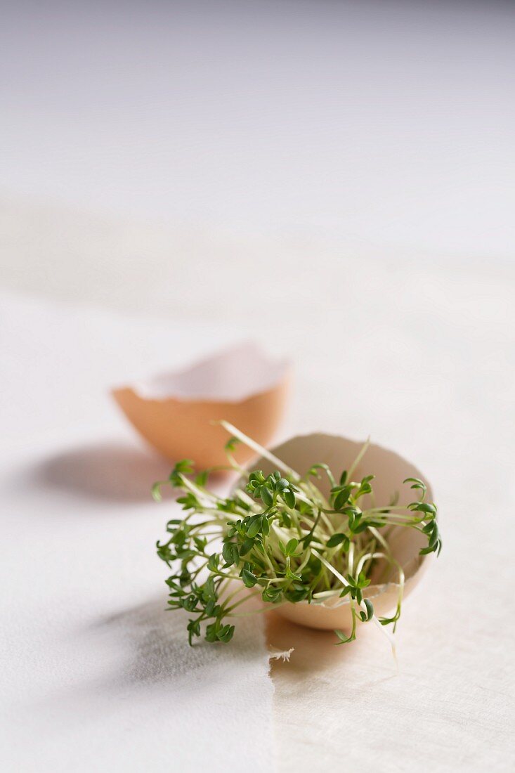 Fresh cress in an eggshell