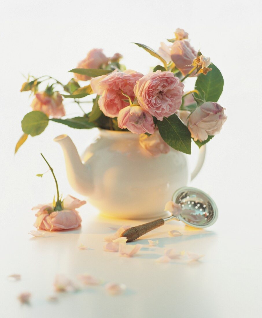 A still life featuring pink roses in a teapot