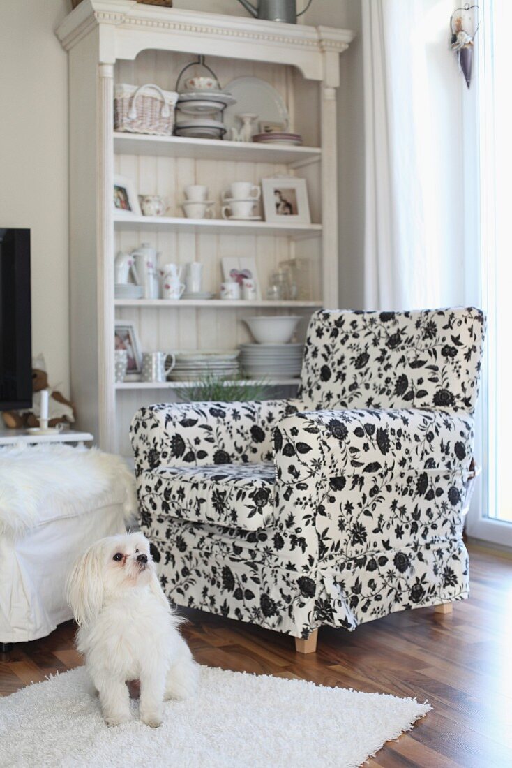 Crockery and ornaments on country-house shelving behind armchair with black and white floral upholstery and dog on long-pile rug