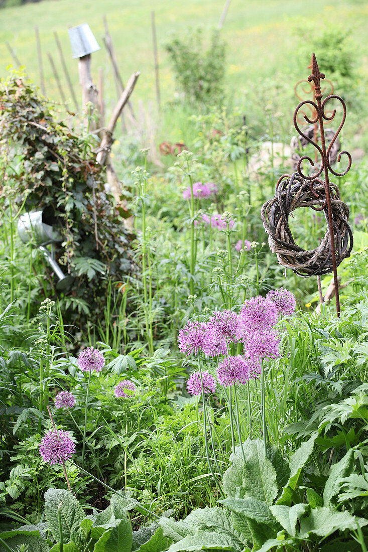 Alliumblüten im wilden Garten mit Gartensteckern