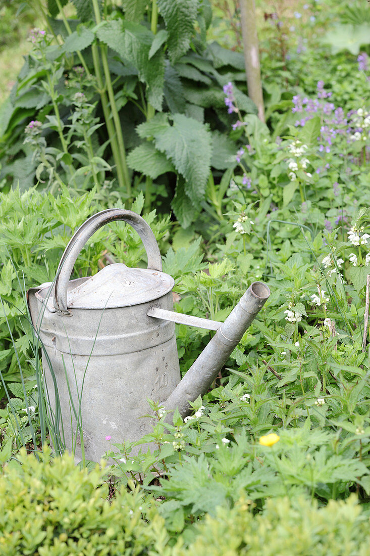 Alte Zinkgießkanne im wilden Garten