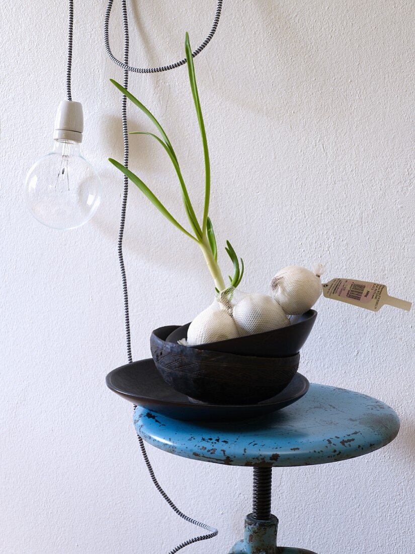 Sprouting onions in black bowls on vintage swivel stool