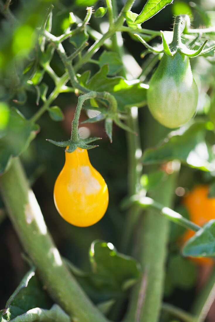 Gelbe Tomaten an der Pflanze