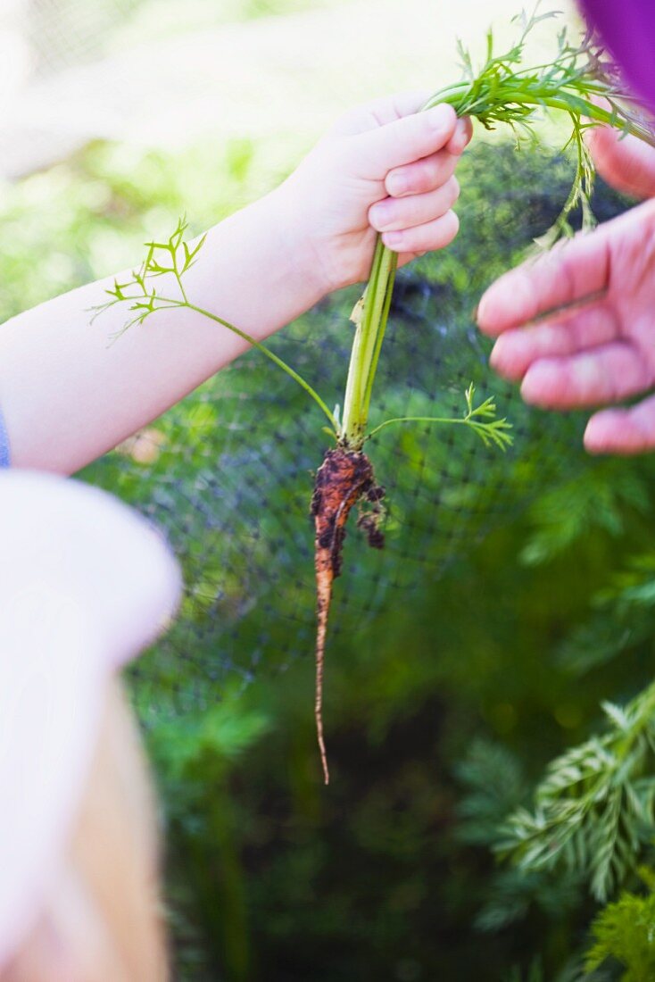 A Child Holding a Freshly Picked Baby Carrot