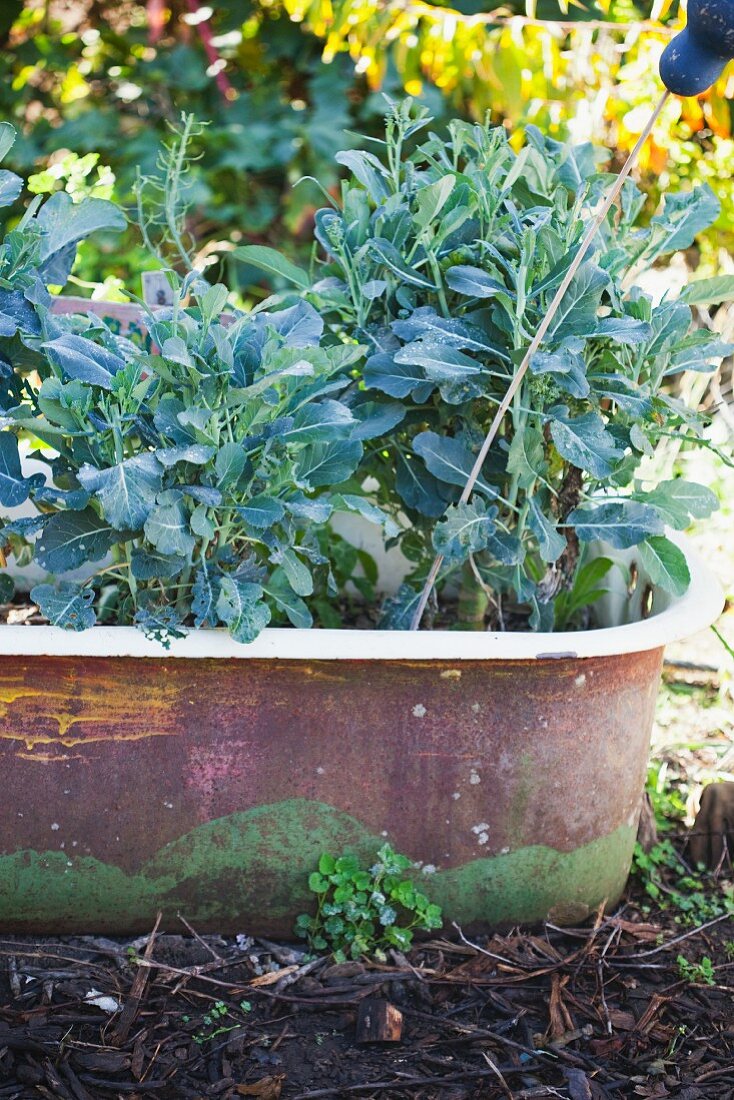 Kale Growing in a Bathtub Planter